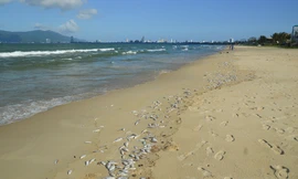 Nguyên nhân khiến cá chết trắng bờ biển Đà Nẵng có thể là do nổ mìn. Sở TN&MT Đà Nẵng yêu cầu Trung tâm quan trắc tiếp tục theo dõi chất lượng nước biển. Ảnh: Giang Thanh