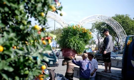 “Nhọc nhằn” chở sắc xuân về phố