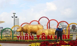 'Trâu kéo cày', trâu kim tiền vào đường hoa Tết 10 tỷ đồng ở Đà Nẵng