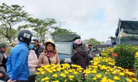 Hoa Tết rực rỡ xuống phố, người mua vẫn thưa thớt