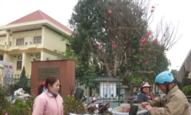 Đào và quất hôm nay giá "giảm nhiệt"