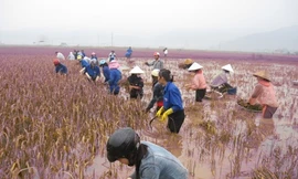 Tuổi trẻ Hà Tĩnh giúp dân thu hoạch lúa chạy bão