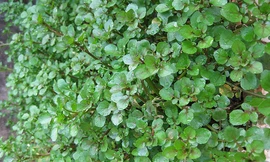 Cải xoong - phòng ung thư vú, đái tháo đường