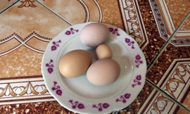 Quà trứng gà lạ lọt thỏm giữa các quả trứng gà khác