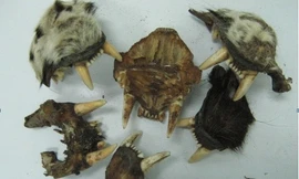 Thu giữ hàng trăm móng, răng Báo và Sư tử châu Phi