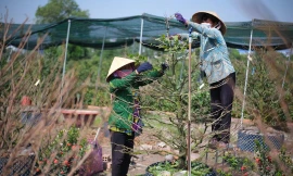 Sức mua mai Tết giảm, nhà vườn TPHCM vặt lá trong đìu hiu