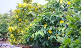 Nhà vườn tất bật vào vụ mai Tết, đẩy mạnh bán hàng trên 'chợ mạng'