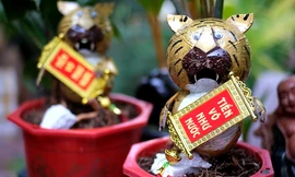 Chiêm ngưỡng dừa bonsai hình hổ thu hút khách trước Tết Nhâm Dần