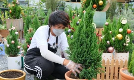 Cây thông Noel mini thu hút khách trên 'chợ mạng'