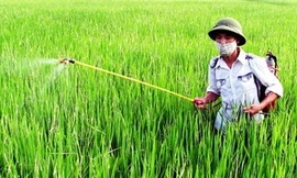 Hai loại thuốc trừ sâu có liên quan đến bệnh Parkinson