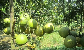 Bưởi Đoan Hùng được mùa lớn