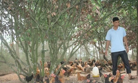 Ngày hội gà Yên Thế ở Hà Nội