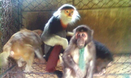 Gom thú rừng chờ Tết