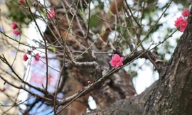 Nhìn gần gốc đào rừng trăm tuổi, nặng hơn 1 tấn ở Hà Nội