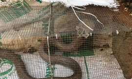 Sự thật rắn độc 'bủa vây' toà chung cư mới ở Hà Nội