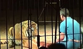 Nghệ sĩ xiếc thú chết thương tâm vì bị đàn hổ tấn công 