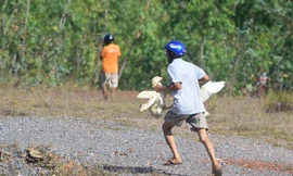 Nhiều người nhanh tay bắt vịt, chạy vào phía đồi bạch đàn sát nơi xe lật. Ảnh: Zing