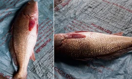 Con cá nghi sủ vàng quý hiếm mắc lưới ngư dân Hà Tĩnh. Ảnh: VTC News