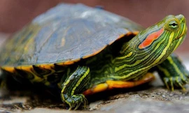 Quốc tế cảnh báo rùa tai đỏ gây tổn thất kinh tế nhưng Việt Nam vẫn nhập. 