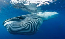 Cá voi bất ngờ xuất hiện dày ở hòn đảo Trung Quốc