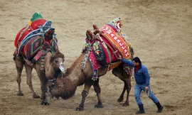 Khốc liệt những màn kịch chiến giữa lạc đà khổng lồ