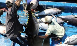 Cá ngừ Việt Nam được thị trường Canada ưa chuộng