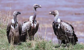 Kền kền lưng trắng. Ảnh: Sibuya.