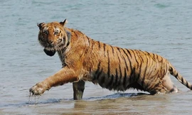 Môi trường sống bị đe dọa, hổ Bengal có nguy cơ tuyệt chủng