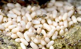 Trứng kiến gai đen là đặc sản vùng núi phía Bắc.