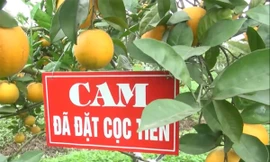 Cam 'tiến Vua' 100 ngàn/quả: Khắp Thành Vinh có tiền mua không nổi