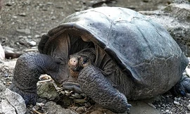 Tưởng tuyệt chủng hơn 100 năm, rùa khổng lồ tái xuất