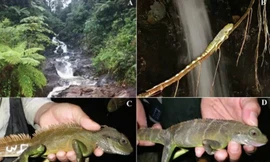 Môi trường sống của rồng đất (ảnh A và B), rồng đất trưởng thành (ảnh C, D). Ảnh: Viện Sinh thái và Tài nguyên sinh vật.