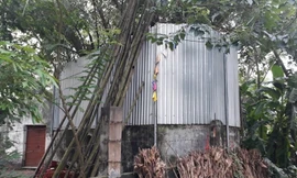 Cả làng quây tôn, dựng chốt bảo vệ cây sưa 22 tỷ ở Vĩnh Phúc