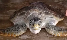 Cá thể rùa biển nặng khoảng 40kg, được cơ quan chức năng thả về với môi trường tự nhiên. Ảnh: CTV