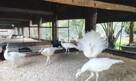 Nữ công nhân 'chịu chơi' vay trăm triệu mua chim công đột biến gien 