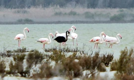 Top 15 loài động vật quý hiếm trên thế giới