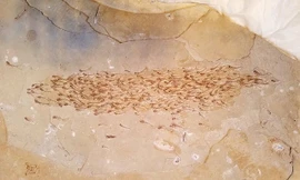 Phát hiện hóa thạch cả đàn cá niên đại 50 triệu năm siêu quý hiếm