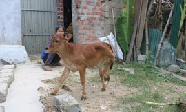 Con bê có 6 chân ở Hà Tĩnh.