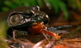 Sa giông sống sót bò ra từ bụng ếch sau khi bị nuốt trọn