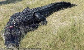 Tìm thấy thi thể người trong bụng cá sấu