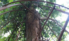 Cây sưa được bảo vệ bằng hàng rào thép. Ảnh: VTC