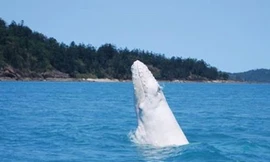 Cá voi trắng quý hiếm xuất hiện tại Australia