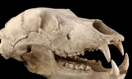 ADN trích xuất từ hộp sọ của gấu nâu 32.500 tuổi cho thấy sự hiện diện của chúng ở gần Tokyo ngày nay