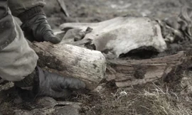 Bộ xương voi ma mút được khai quật tại Siberia mùa hè này cho thấy bằng chứng về con người thời kỳ đồ đá.