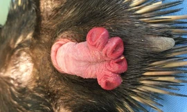 Dương vật có 4 đầu của thú lông nhím