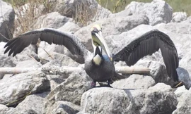 Chim bồ nông trở về nhà sau 11 năm