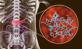 Mô hình tuyến tụy trong cơ thể con người.