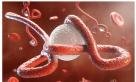 Virus Ebola lại bùng phát trở lại tại châu Phi,