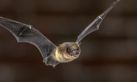 Giác quan định hướng của dơi chính là đôi mắt.