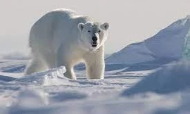 Gâu Bắc Cực có thể sẽ biến mất vào năm 2100?
